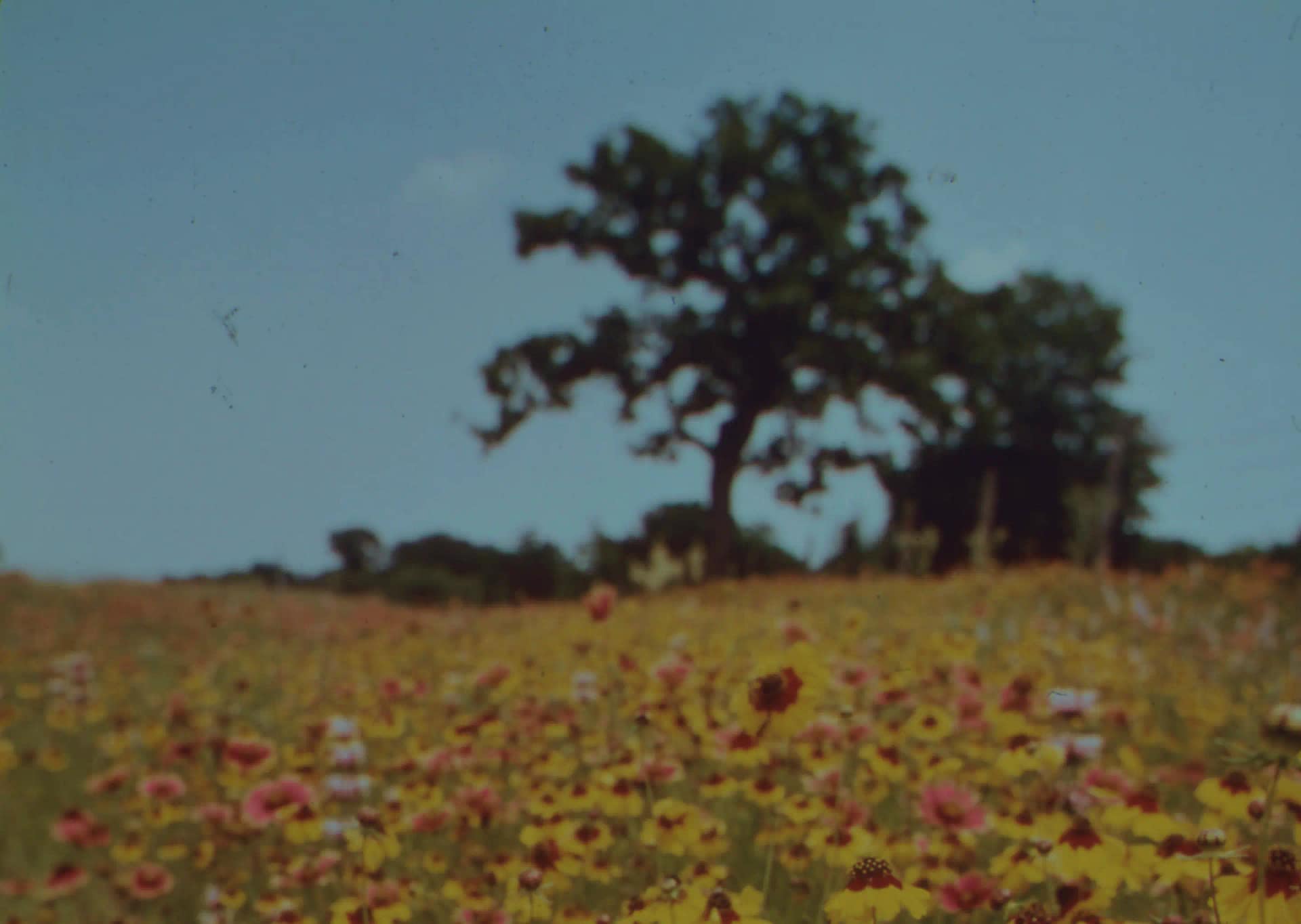 Foto de um campo repleto de flores, um céu azul e uma árvore.